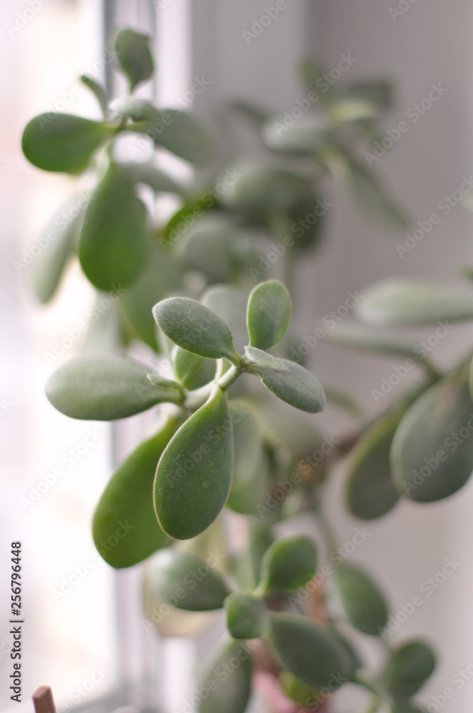 Fototapeta green  leaves