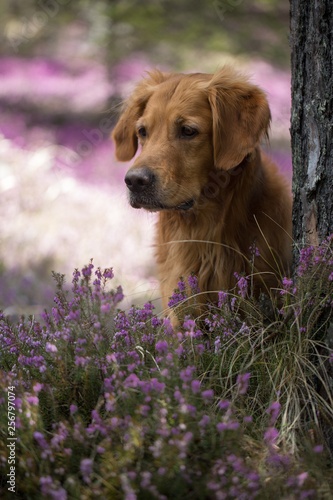 Golden Retriever Hund in der Erikablüte