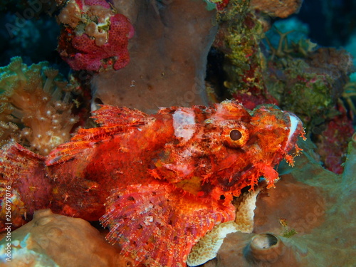 Fotografie The amazing and mysterious underwater world of Indonesia, North Sulawesi, Bunake
