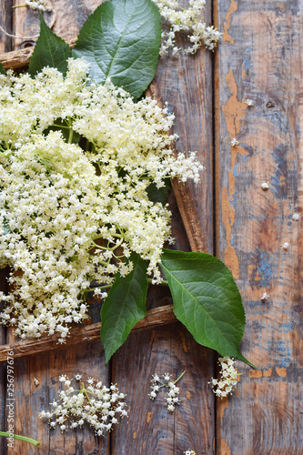 Elderflower blossom flower in wooden background. Edible elderberry flowers add flavour and aroma to drink and dessert.