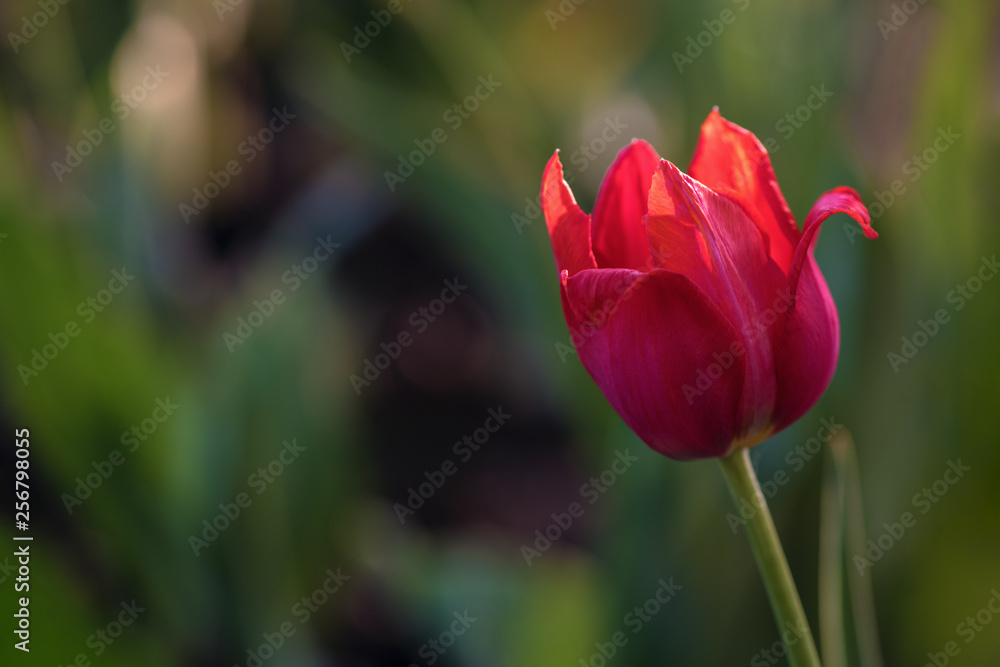 Bud blooming red Tulip in the garden on a green background Bud blooming red Tulip in the garden on a green background
