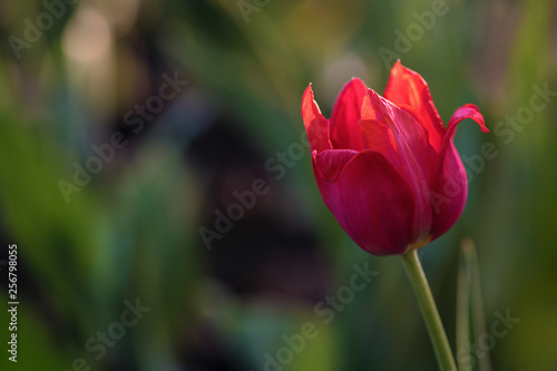 Bud blooming red Tulip in the garden on a green background