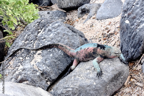 Male marine iguana Amblyrhynchus cristatus in green and red mating colors during breeding season
