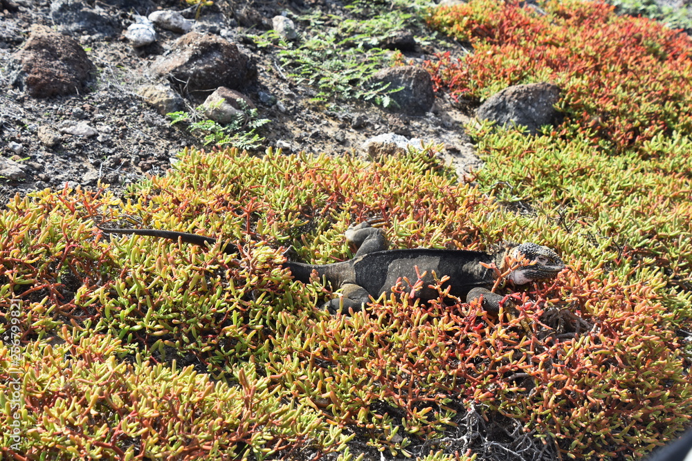 Galapagos land iguana Conolophus subcristatus shredding skin Galapagos land iguana Conolophus subcristatus shredding skin