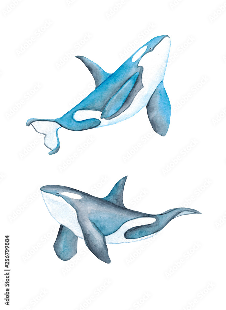 Obraz premium Whales Sea Animals Dolphin Narwhal Killer Whale Beluga Ocean Blue Watercolor Hand Drawn Illustration Isolated