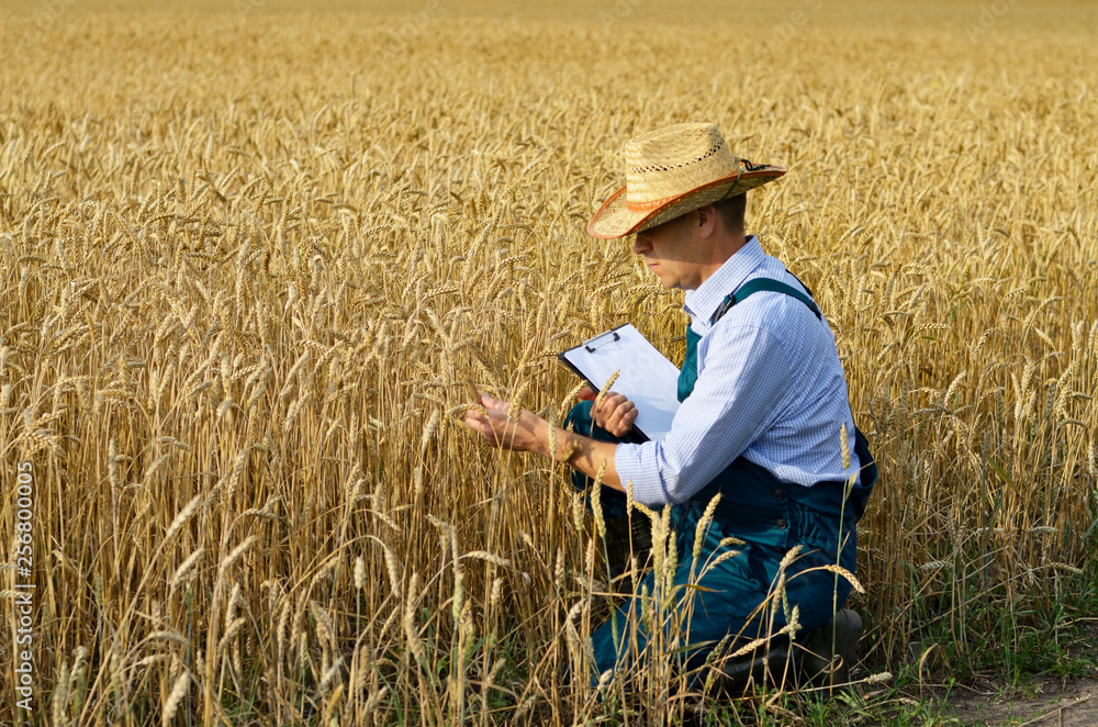 Farmer with clipboard inspecting crop at wheat field Farmer with clipboard inspecting crop at wheat field