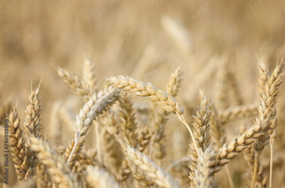 Wheat field under cloudy blue sky in Ukraine Wheat field under cloudy blue sky in Ukraine