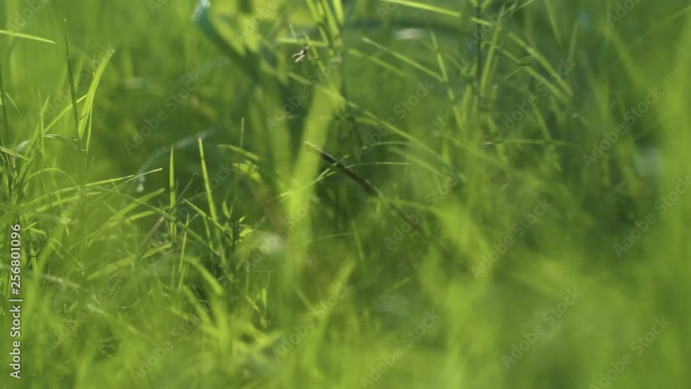 the green grass world.