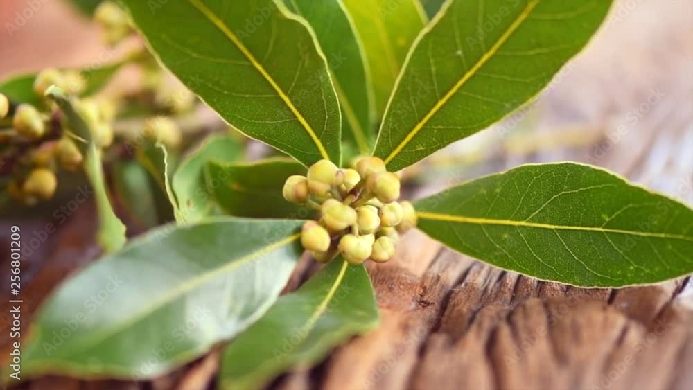 Laurel plant growing in a garden. Closeup of fresh organic laurel leaves, macro shot. Herbs and spices, condiments, seasoning. Aromatic spice for cooking. 4K UHD video, slow motion Laurel plant growing in a garden. Closeup of fresh organic laurel leaves, macro shot. Herbs and spices, condiments, seasoning. Aromatic spice for cooking. 4K UHD video, slow motion