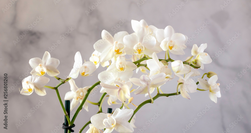 arching white orchid blossoms