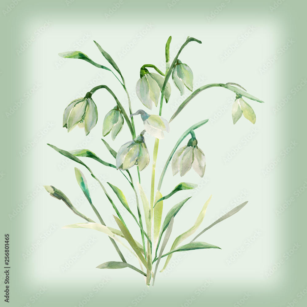 Obraz premium Watercolor, Primrose, Snowdrops, Pattern.