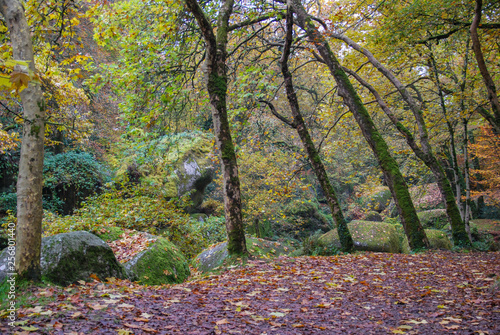 Forêt de Huelgoat dans le Finistère en Bretagne à l'automne, forêt de légendes, 