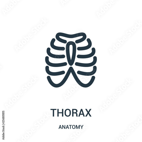 thorax icon vector from anatomy collection. Thin line thorax outline icon vector illustration. Linear symbol for use on web and mobile apps, logo, print media.