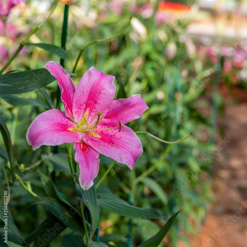Flowers in garden.