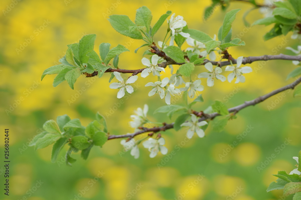 green leaves of a tree flowers