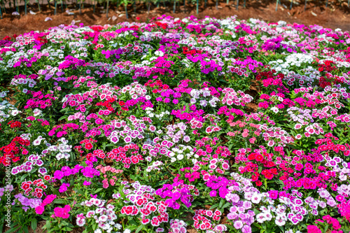 Flowerbed of Dianthus barbatus (Sweet William) in garden.