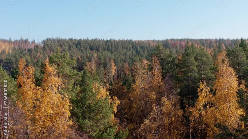 Aerial: Flying over beautiful wide forest in full Autumn colors Aerial: Flying over beautiful wide forest in full Autumn colors