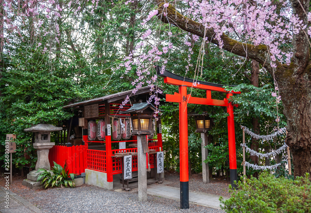 Beautiful spring view with cherry trees in full bloom, seen at Suika Tenmangu Shrine in Kyoto City, which is the first Tenmangu Shrine in Japan. Beautiful spring view with cherry trees in full bloom, seen at Suika Tenmangu Shrine in Kyoto City, which is the first Tenmangu Shrine in Japan.