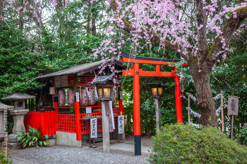 Beautiful spring view with cherry trees in full bloom, seen at Suika Tenmangu Shrine in Kyoto City, which is the first Tenmangu Shrine in Japan. Beautiful spring view with cherry trees in full bloom, seen at Suika Tenmangu Shrine in Kyoto City, which is the first Tenmangu Shrine in Japan.