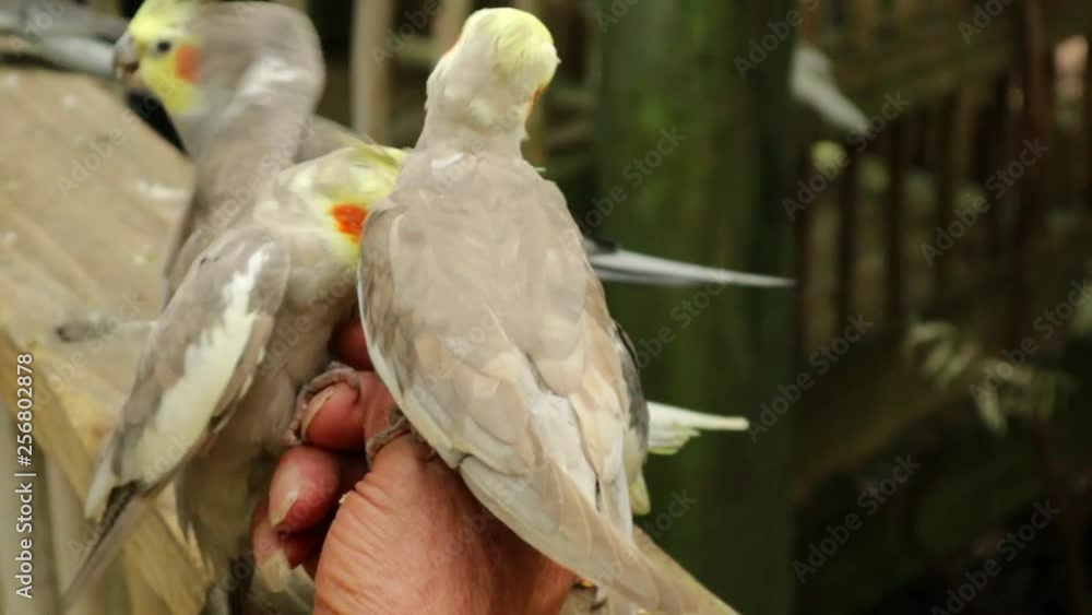 a group of cockatiels feeding on the hand of a person a group of cockatiels feeding on the hand of a person
