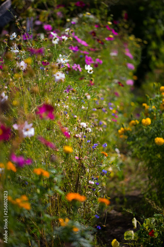 wildflowers in a meadow, summer time