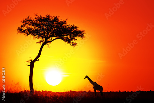 Acacia tree and giraffe against the setting sun in the Masai Mara. © Rixie