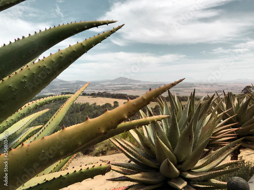 aloe vera