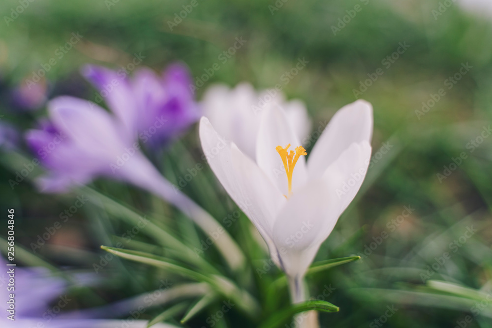 Obraz premium Frühling
