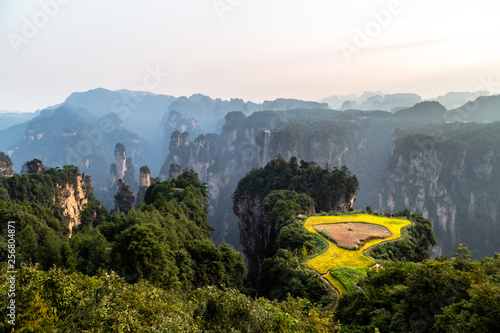 Spectacular rice terrace panorama in front of Laowuchang village, in Yuanjiajie area of Wulingyuan National Park, Zhangjiajie, China. This national park inspired “Avatar” movie photo