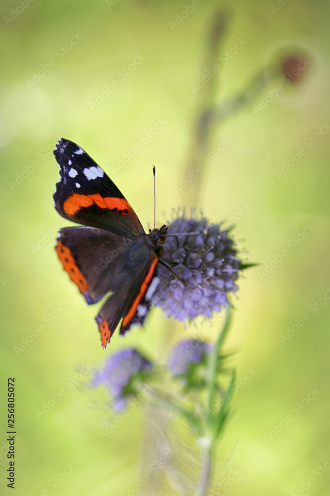 Fototapeta premium Butterfly on a flower in the summer forest