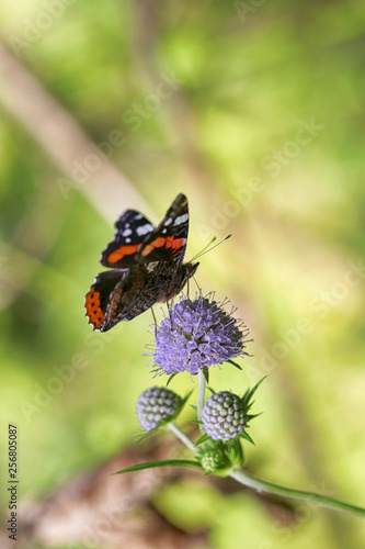 Butterfly on a flower in the summer forest