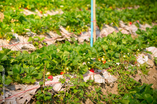 Fresh strawberries in the garden. photo