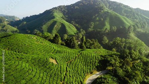 Boh Tea Plantation, beautiful landscape in Cameron Highlands