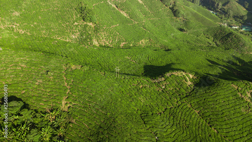 Aerial view of beautiful green landscape of tea plantation in Cameron Highlands, Malaysia