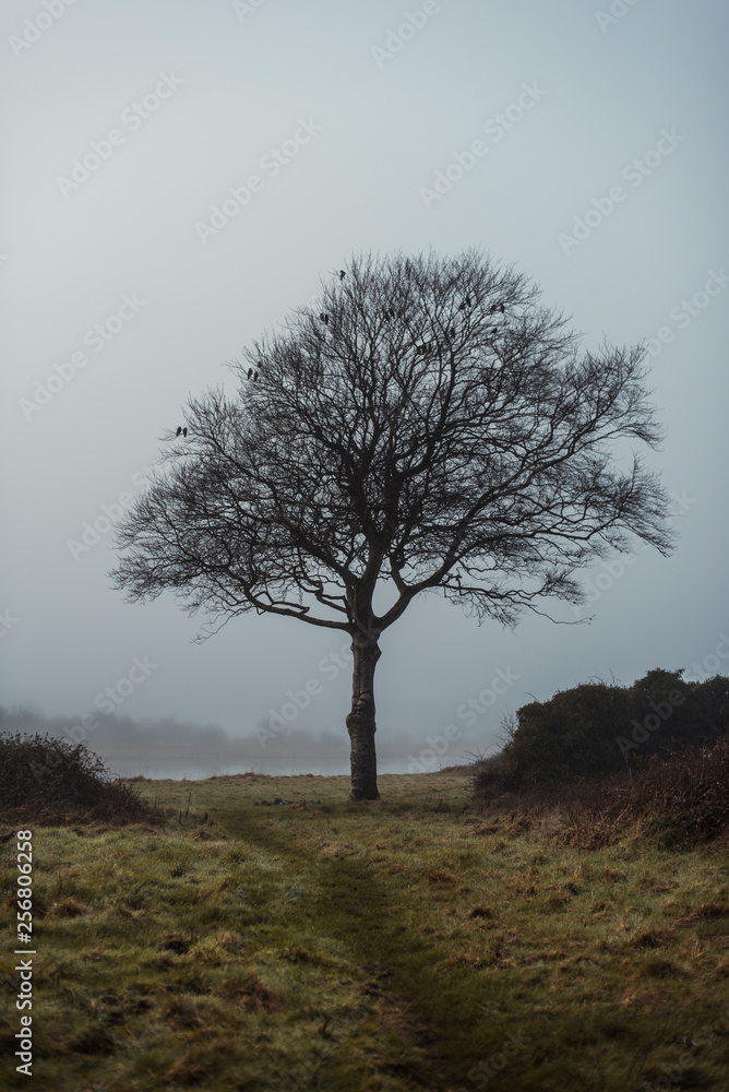 Obraz premium Moody tree