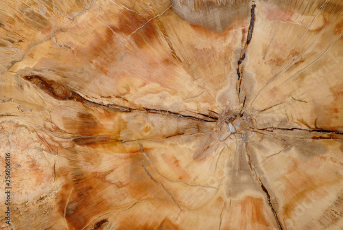 Natural background, fossilized wood