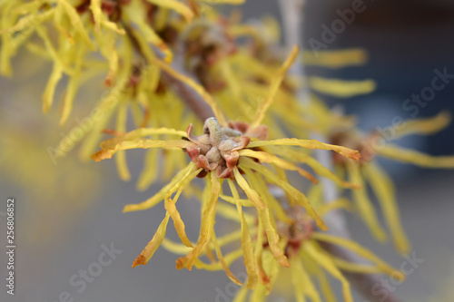 Photos Witch Hazel Arnold Promise