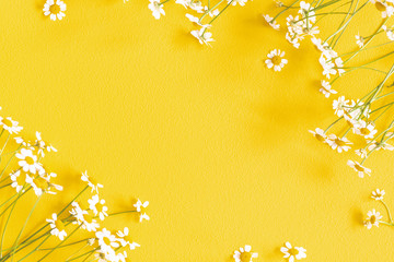 Flowers composition. Chamomile flowers on yellow background. Spring, summer concept. Flat lay, top view, copy space, square