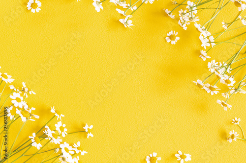 Flowers composition. Chamomile flowers on yellow background. Spring, summer concept. Flat lay, top view, copy space, square