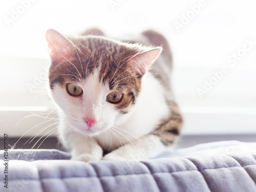 Cute cat looking down and Relaxing on Top of the sofa on a light background © mdyn