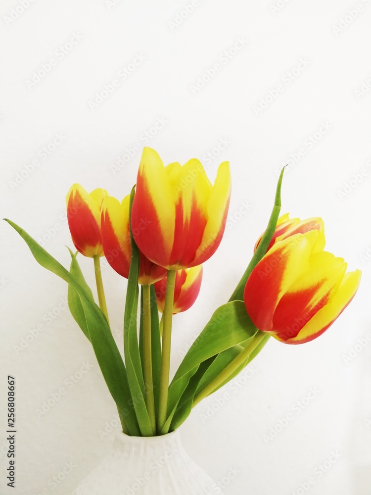 Tulpen, minimalistisch, Colourfull Tulpen, minimalistisch, Colourfull