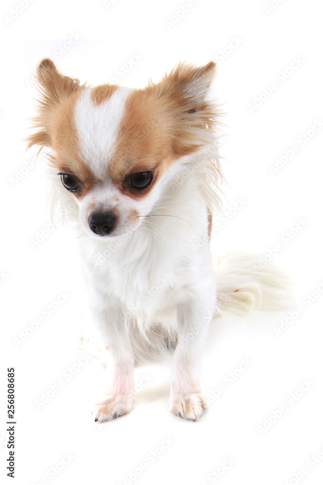 long hair chihuahua Viola isolated long hair chihuahua Viola isolated