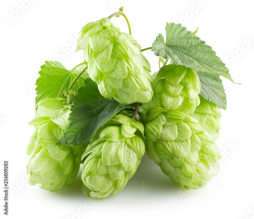 green hops isolated on a white background