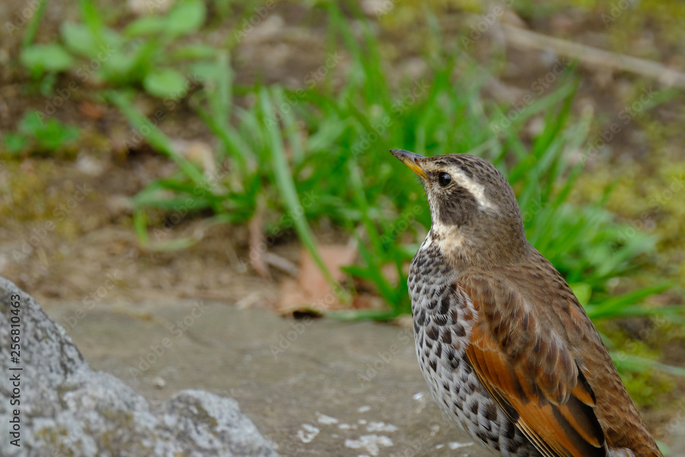 wild bird thrush wild bird thrush