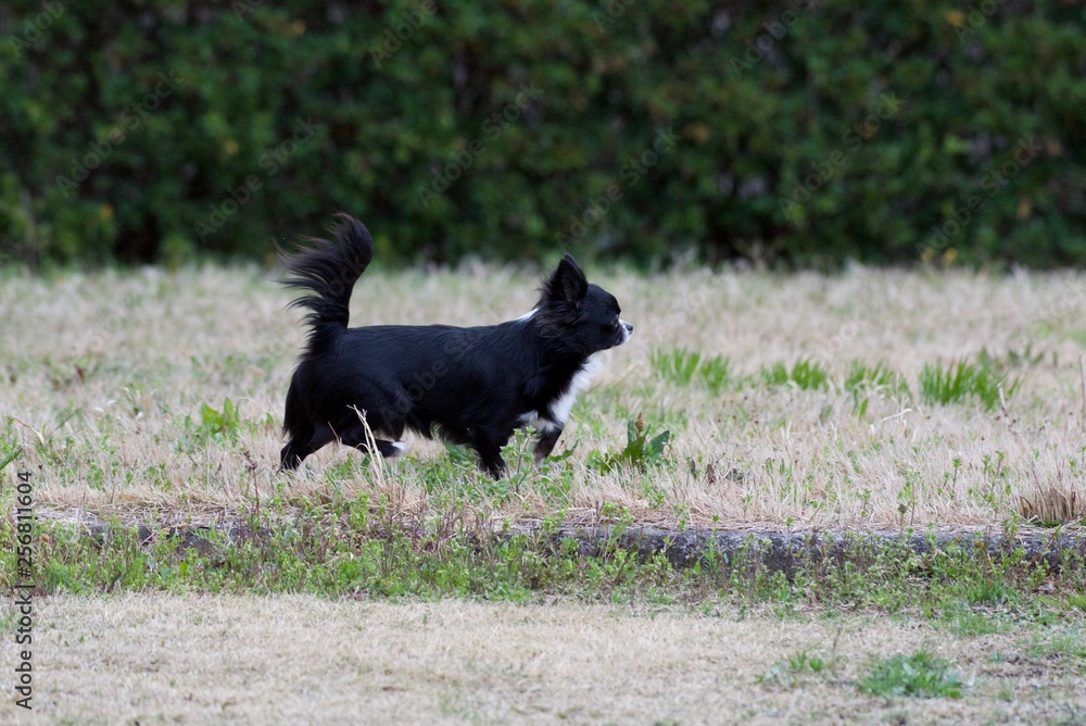 It is a picture of Chihuahuas taking a walk It is a picture of Chihuahuas taking a walk