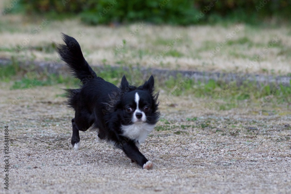 It is a picture of Chihuahuas taking a walk It is a picture of Chihuahuas taking a walk