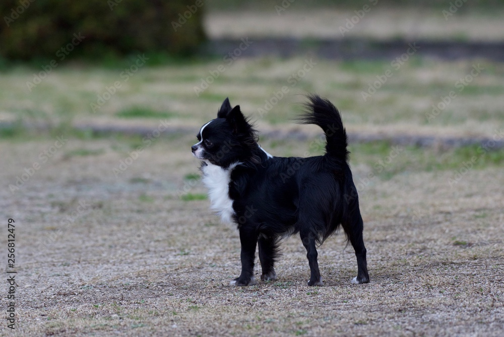 It is a picture of Chihuahuas taking a walk It is a picture of Chihuahuas taking a walk
