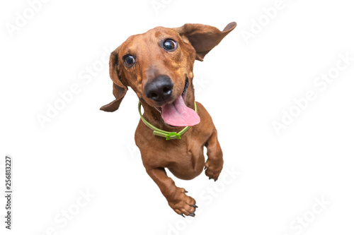 Mad and Happy brown dachshund jumping on camera. White isolated background photo