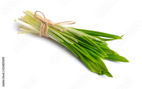 Allium ursinum  known as wild garlic  ramsons  buckrams  broad-leaved garlic  wood garlic  bear leek or bear s garlic.