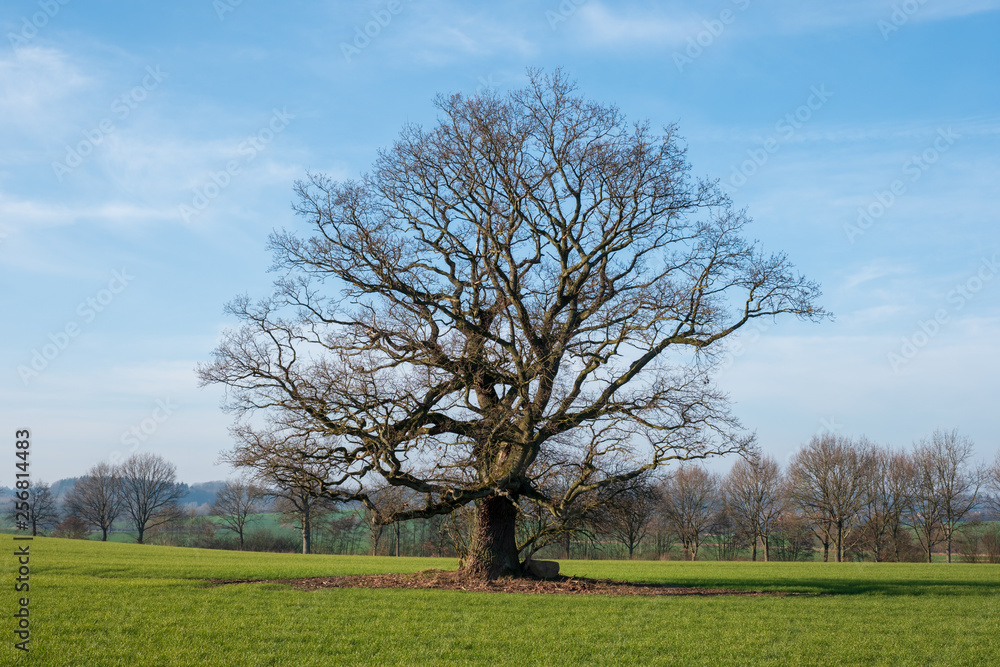 Alter, verkrümmter Baum Stieleiche Quercus robur auf grüner Wiese vor blauem Himmel, Schleswig-Holstein Alter, verkrümmter Baum Stieleiche Quercus robur auf grüner Wiese vor blauem Himmel, Schleswig-Holstein